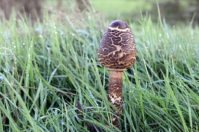 grote parasolzwam (Macrolepiota procera) 10-2020 3638